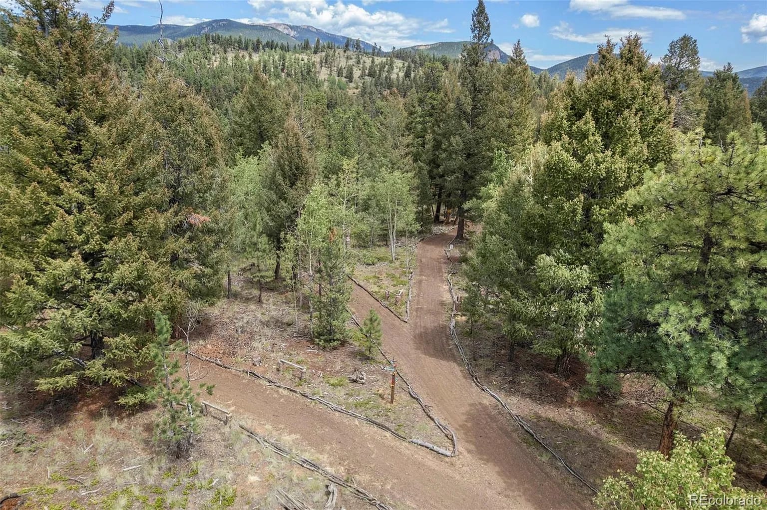 Private trail winding through the pine forest